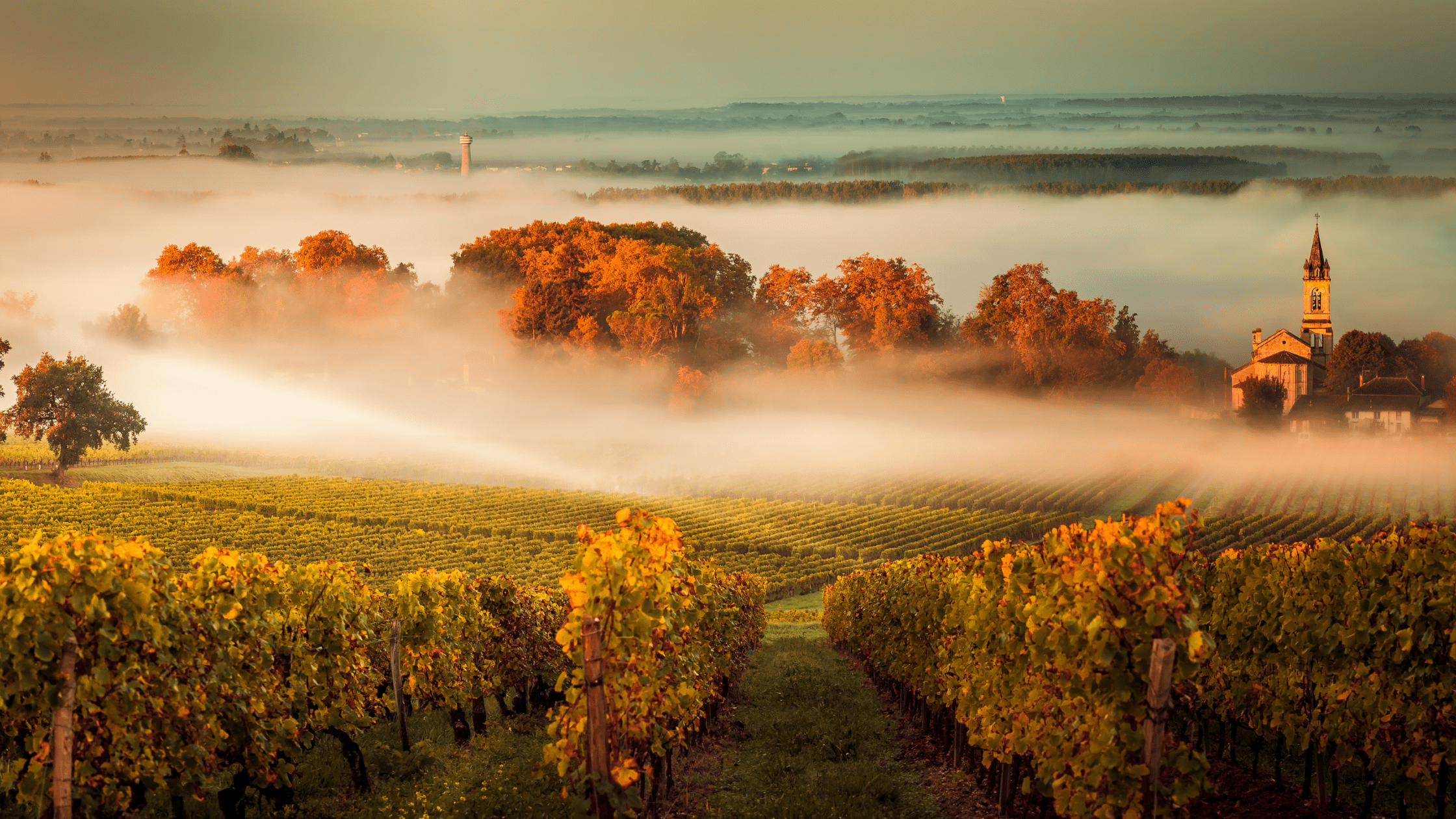 A fog covered vineyard in Bordeaux, South-Western France.